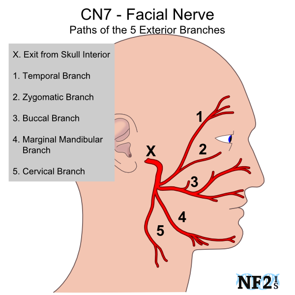 FACIAL PALSY EXERCISES